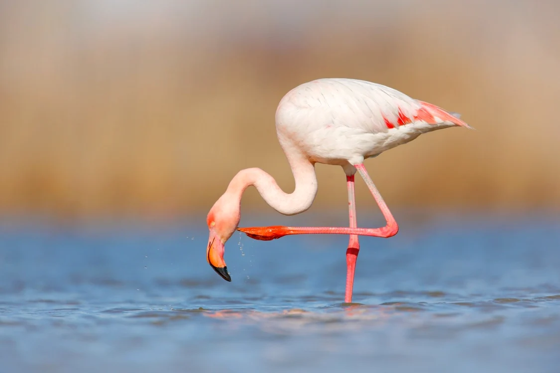 Flamingo  