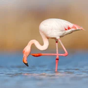 Flamingo FOTO Shutterstock