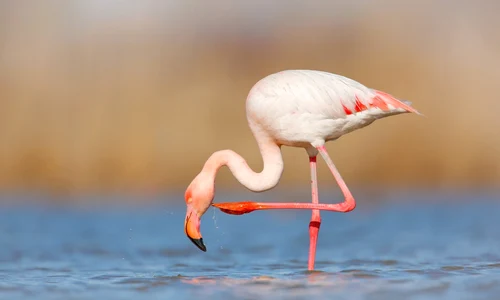 Flamingo FOTO Shutterstock