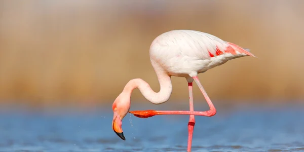 Flamingo FOTO Shutterstock