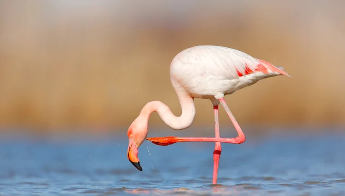 Flamingo FOTO Shutterstock