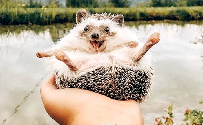 Ce mult se miorlăie în Austria!