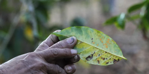 CAFEA PRODUCTIE AMERICA CENTRALA REUTERS