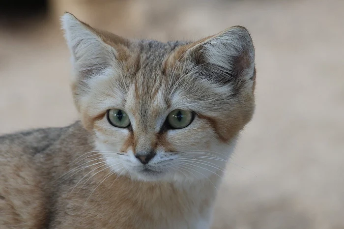 Pisica de deșept / foto: Pixabay