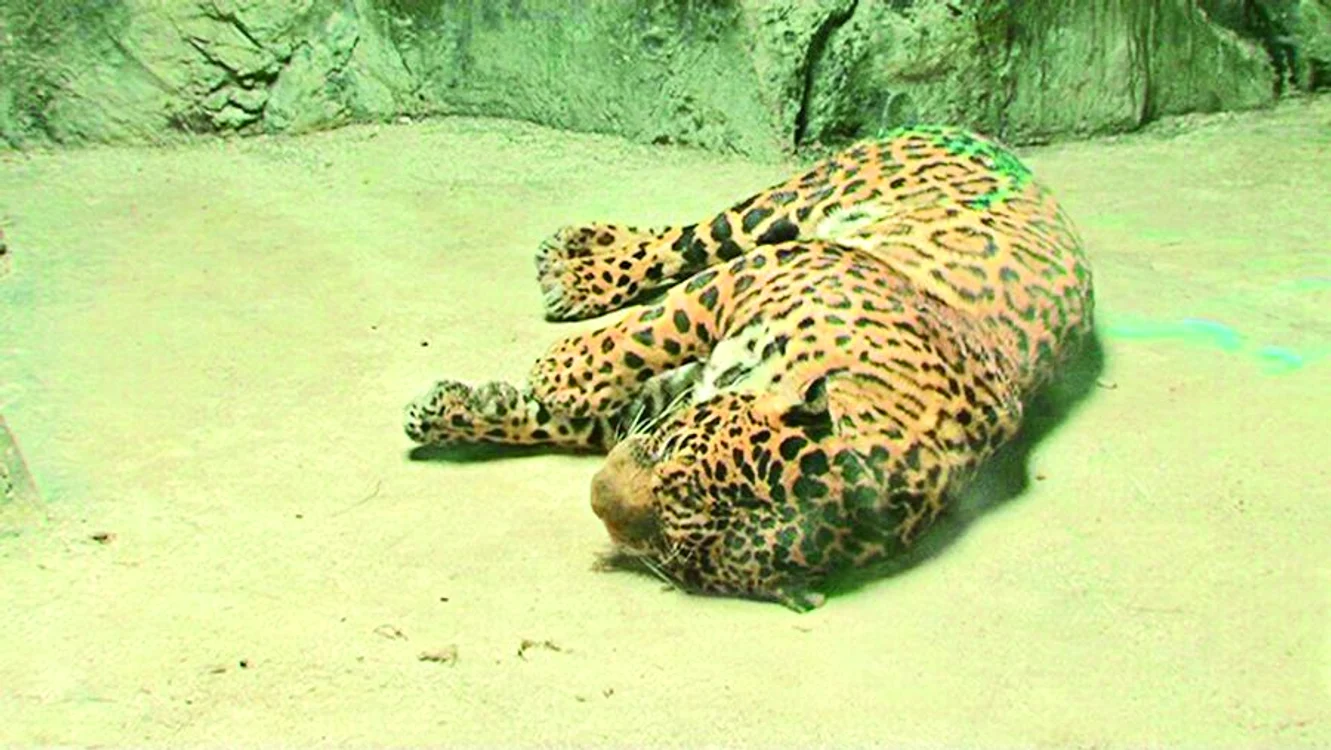 Animalul a fost tranchilizat şi dus înapoi în cuşcă