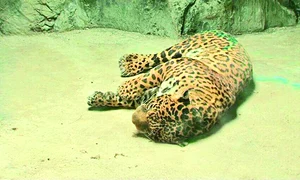 Animalul a fost tranchilizat şi dus înapoi în cuşcă jpeg