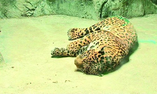 Animalul a fost tranchilizat şi dus înapoi în cuşcă jpeg
