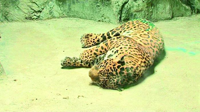 Animalul a fost tranchilizat şi dus înapoi în cuşcă