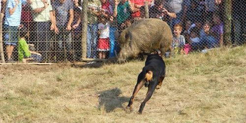 Proba cu mistreții a fost una cât se poate de interesantă 