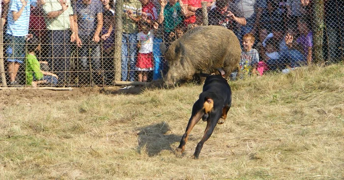 Proba cu mistreții a fost una cât se poate de interesantă 