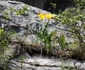 Laleaua galbenă de Cazane planta unică din Clisura Dunării Foto Romsilva Parcul Natural Porțile de Fier