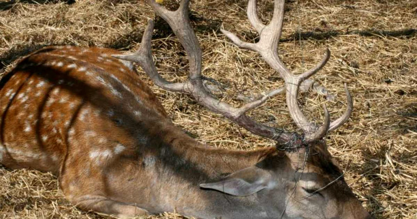 Grădina zoologică Galați