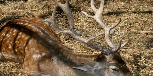 Grădina zoologică Galați