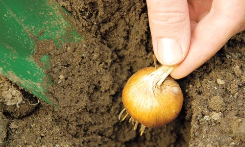 1 48166 original jpg jpeg