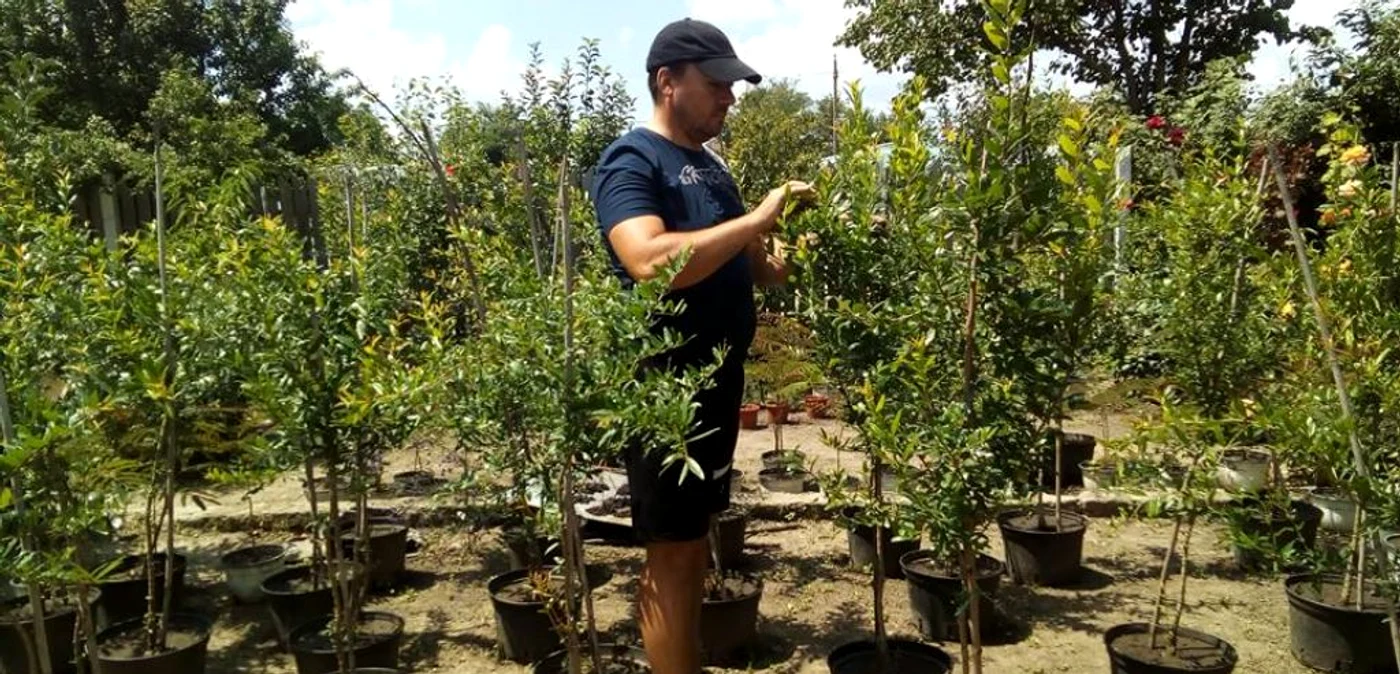 Arborii şi arbuştii nemaiîntâlniţi la noi i-a obţinut din seminţele fructelor cumpărate din supermarket FOTO: arhiva personala Marius Delcea