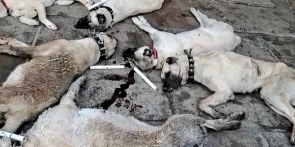 caini morti foto aradon jpg