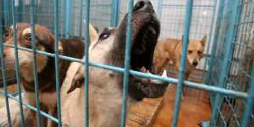 Câinii fără stăpân vor fi eutanasiaţi, au decis deputaţii.