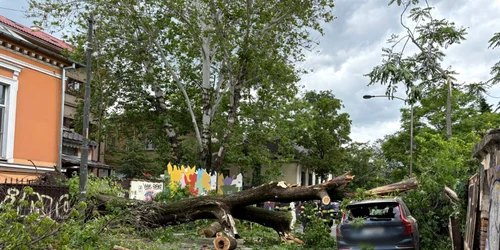 Copac prăbușit în București FOTO ISU