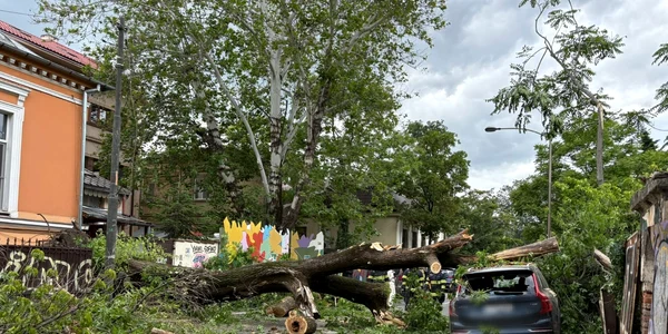 Copac prăbușit în București FOTO ISU 