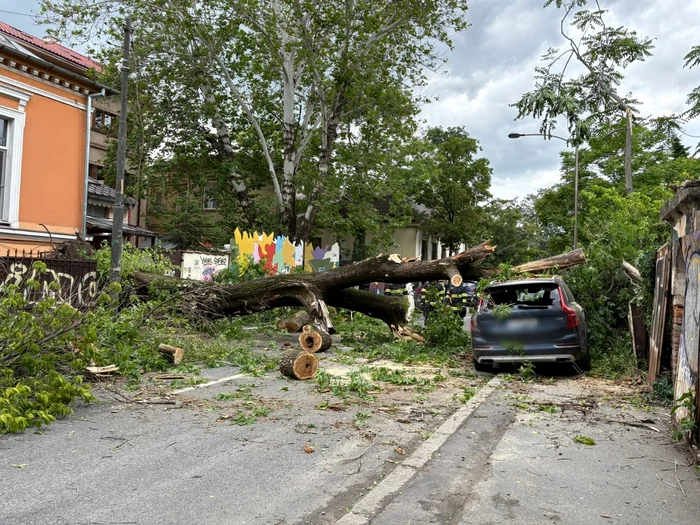 Copac căzut în Capitală FOTO ISU