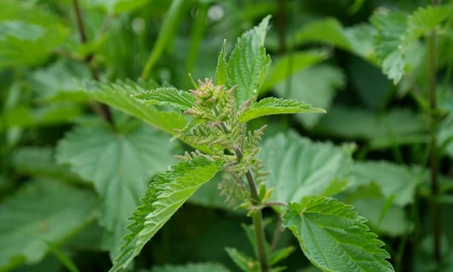 1 73780 original jpg jpeg