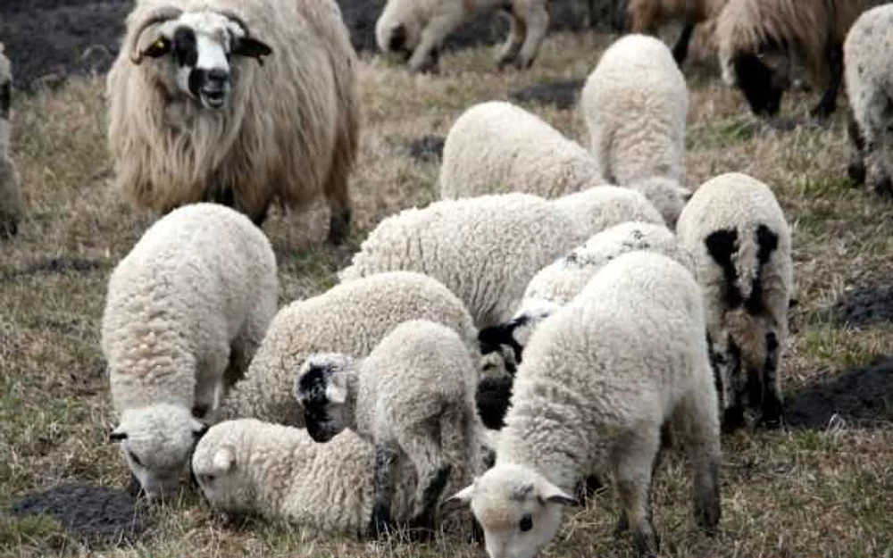 Doi bărbaţi au cumpărat zeci de oi, capre şi vaci cu bani falși și au revândut animalele la preț redus