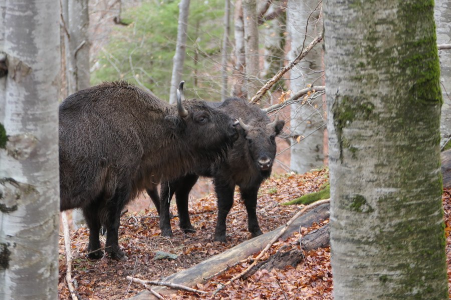 Zimbri în Munții Făgăraș promovând biodiversitatea și eco-turismul | sursa foto: Adevarul