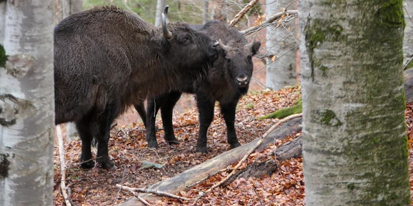 Zimbri Foto Adrian Idor (Fundația Conservation Carpathia) jpg