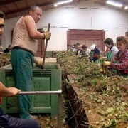 Muncitori români la sortat căpşuni în Spania sursa: ABC