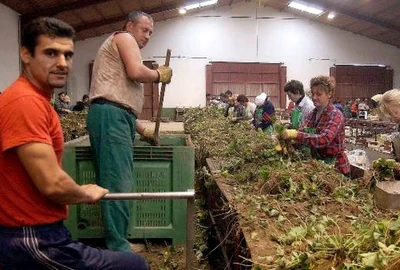 Muncitori români la sortat căpşuni în Spania sursa: ABC