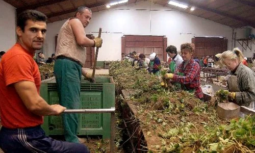 Muncitori români la sortat căpşuni în Spania sursa: ABC