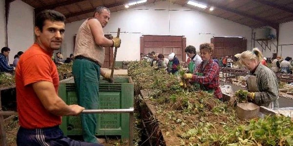 Muncitori români la sortat căpşuni în Spania sursa: ABC