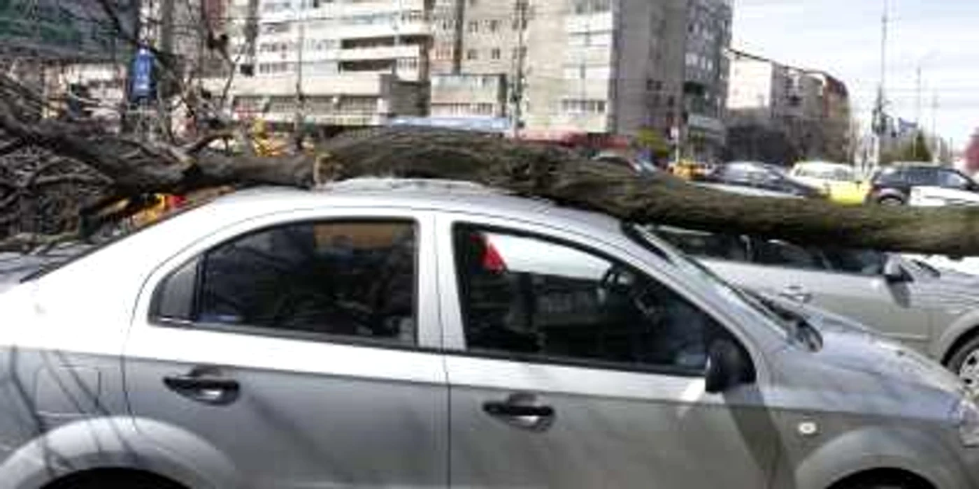 Copac căzut pe o maşină                     FOTO jurnaluldebuzau.ro