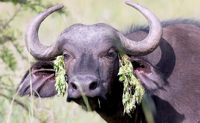 
    Cerceii „eco”,  supradimensionaţi,  verde crud, sunt  noua modă a  acestei primăveri  