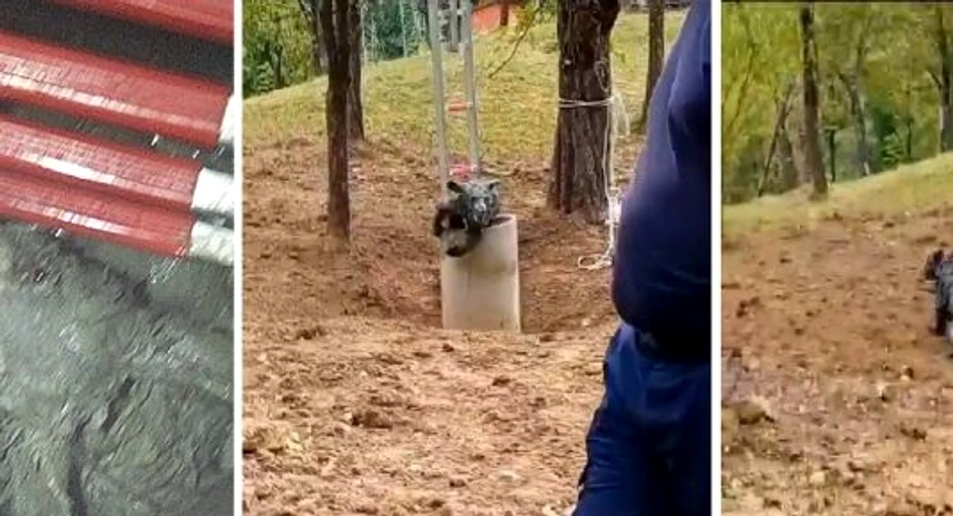 Ursulețul de la Șotrile SURSA ISU Prahova