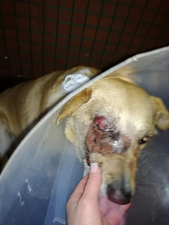 Cățelușei i-a explodat o petardă în gură