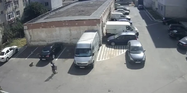 Copil muscat de caine Navodari captura video