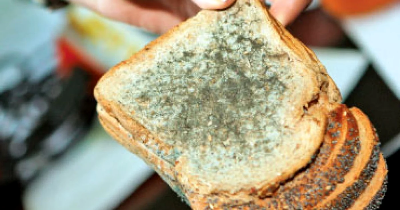 Alimente în termen,  mucegăite pe rafturi