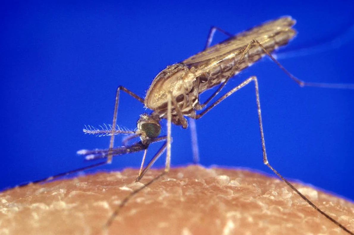 Țânțar anofel, purtător de Plasmodium falciparum (© : James Gathany / Wikimedia Commons)
