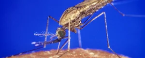Țânțar anofel, purtător de Plasmodium falciparum (© : James Gathany / Wikimedia Commons)