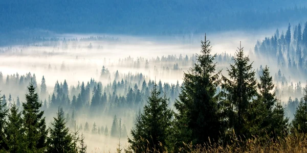 Padure din Romania FOTO Shutterstock