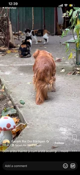 Imagini din ogradă / foto: Facem Rai Din Bărăgan 