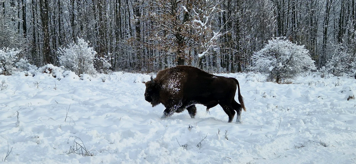 Zimbru în parcul național Vânători Neamț FOTO Lică Balmoj