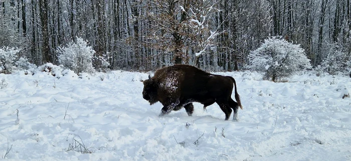 Zimbru în parcul național Vânători Neamț FOTO Lică Balmoj