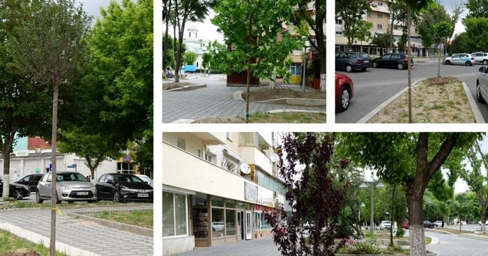 S-au plantat arbori pe Bd. Nicolae Titulescu FOTO Facebook/PMC