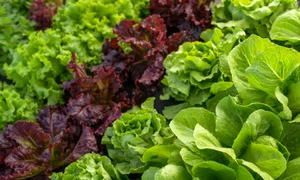 salata adobestock jpg