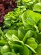 salata adobestock jpg