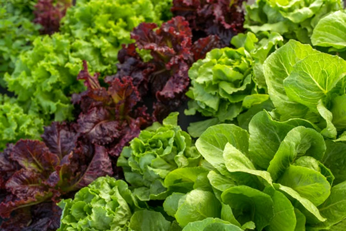 Salata este foarte bună pentru organism / foto: Adobe Stock Images