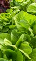 salata adobestock jpg