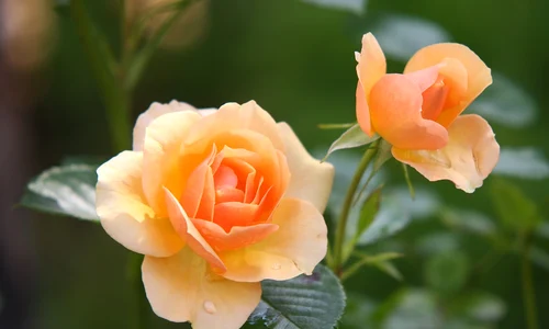 roses 616013 1280 jpg